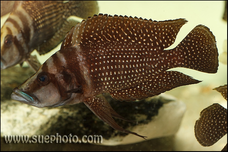 Altolamprologus calvus 'Black Pectoral'